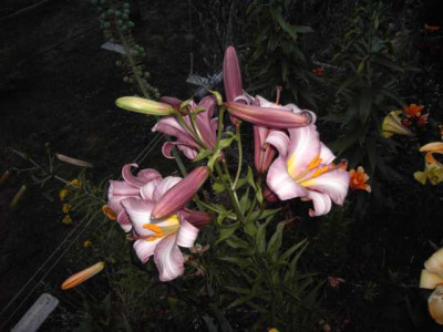 K640_PICT0618.JPG