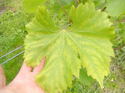 comp_marias_kamerasfotto_Num.1_494.jpg