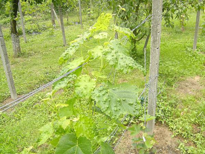 comp_marias_kamerasfotto_Num.1_485.jpg