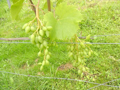 comp_marias_kamerasfotto_Num.1_479.jpg