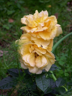 Juli_2009_Bernstein_Bluten.jpg