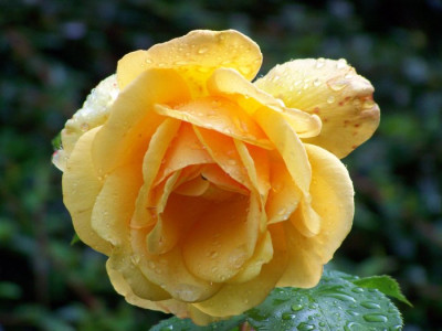 Juli_2009_Kupferkonigin_Blute.jpg