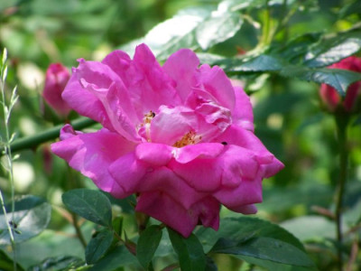 Park_Wilhelmshohe_Blute.jpg