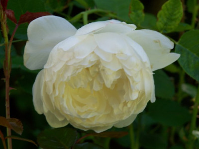 Glamis_Castle_Blute.jpg