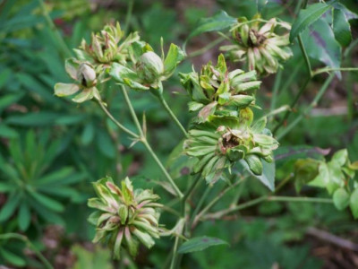 Juli_2009_Viridiflora.jpg