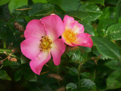 Juli_2009_Linderhof.jpg
