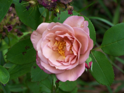 Juli_2009_Lavender_Pinocchio.jpg