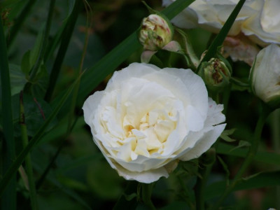 Juli_2009_Kronprinzessin_Blute.jpg