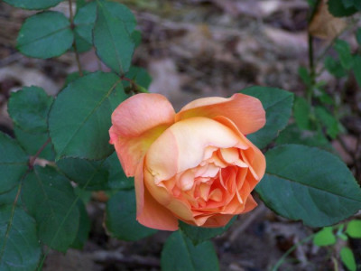 Juli_2009_Pat_Austin_Blute.jpg