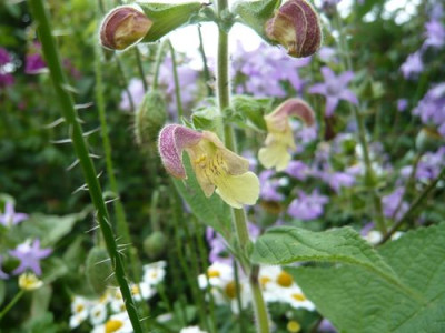 Salvia_unbekannt_fars_2009.jpg