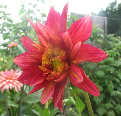 dahlia.JPG