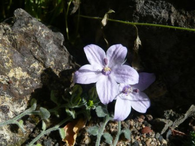 Campanula_fragilis_fars_2009.jpg
