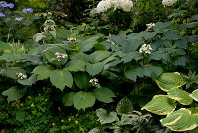Deinanthes-2-Jul1309.jpg