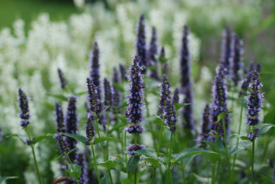 agastache_rugosa_black_adder.jpg