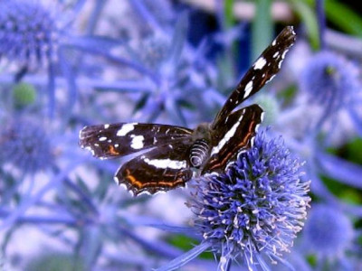 Schmetterling1.JPG