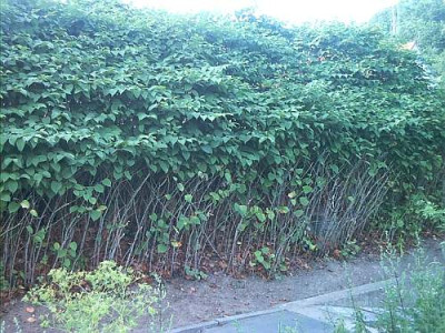 Reynoutria-Waldchen.jpg