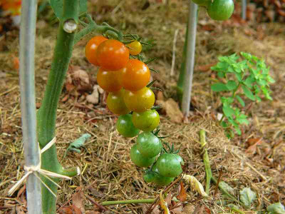 P1280674_sungold.jpg