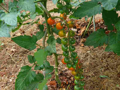 P1280669_sungold.jpg