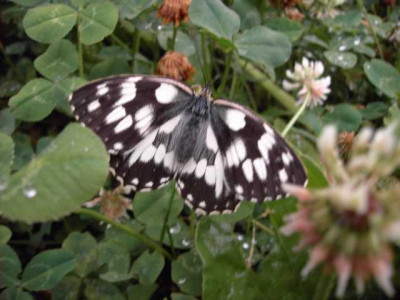 K640_PICT0662.JPG