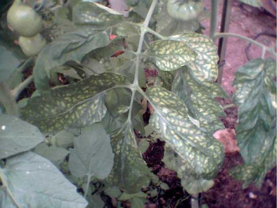 Tomate003.jpg
