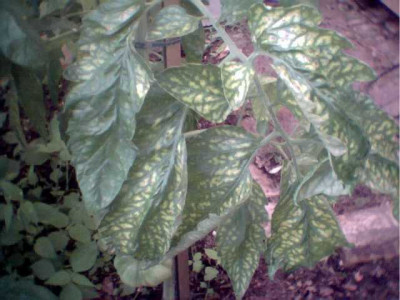 Tomate001.jpg