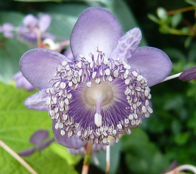 Deinanthe_caerulea_fars_2009.jpg