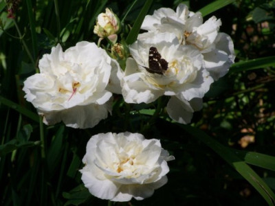 Juli_2009_Kronprinzessin_Schmetterling.jpg