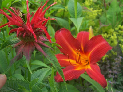MonardaHemero_ShiningPluma.jpg