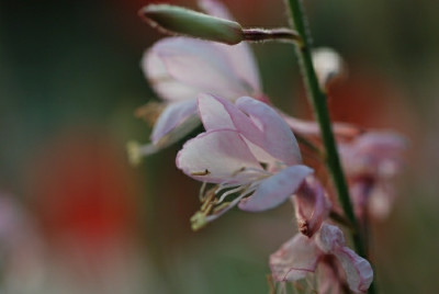 gaura_fabenwechsel.jpg