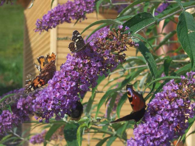 3aufBuddleja_web.jpg