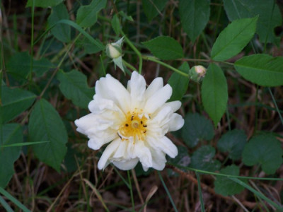 Juli_2009_Thisbe_Blute.jpg