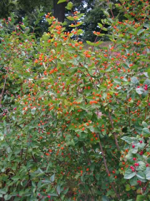 Lonicera_tatarica_Lutea.jpg