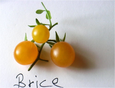 tom09-brice.JPG