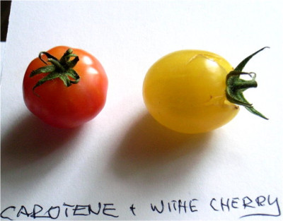 w-cherrycarotene09.JPG