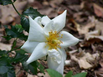 Juli_2009_White_Haze_Blute.jpg