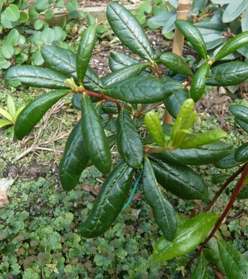 Rhododendron_unbekannt_fars_2009.jpg