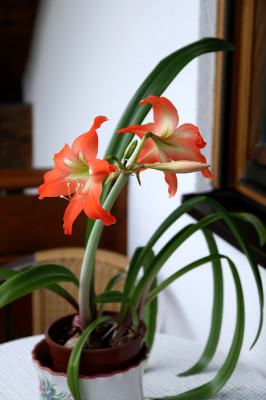 Kue_Hippstriatum214079.jpg