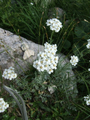 Achillea_clavenae_2.JPG