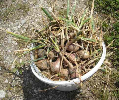 DSCN1407_paar_schalotten.jpg