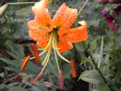 K640_PICT0683.JPG