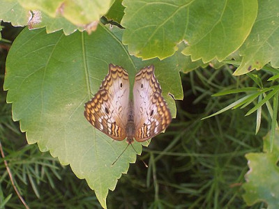 Schmetterling001.jpg