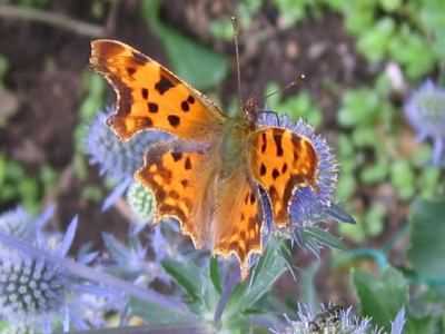 Schmetterling2.JPG
