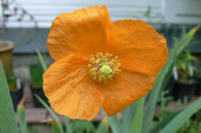 Papaver_atlanticum_090715.jpg