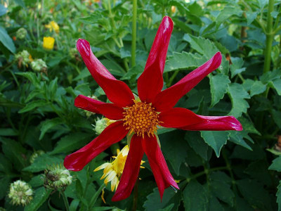 marie_schnugg2009_zg.jpg