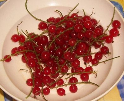 000_3980_ovale_Johannisbeeren.jpg