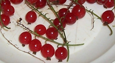 000_3981_ovale_Johannisbeeren_naher.jpg