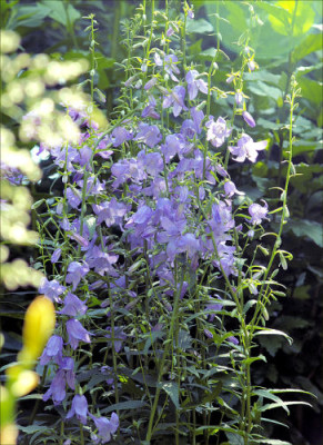 Adenophora_polyantha.jpg