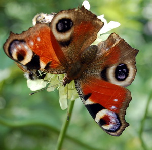 Cephelaria_DSC_0025.jpg