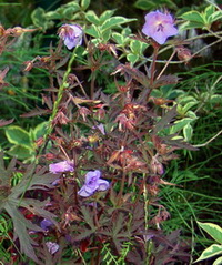 Geranium_Midnight_Rider_DSC_0039.jpg