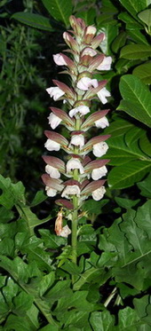 Acanthus_DSC_0034.jpg